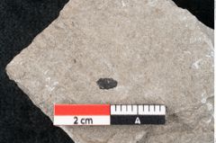 Foto (Detailansicht) von Plantae indet.  (NHMW-GEO-2024-0188-6684)